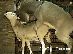 Porn Tube Zoo