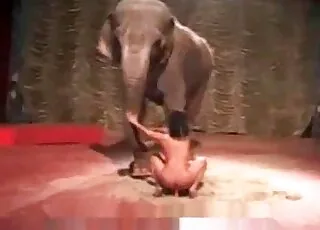 Chick Masturbating in Front of Elephant While Elephant Watches Zoo Porn