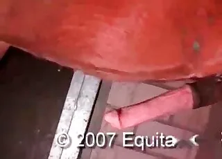 Brutal stallion fucks mare on awesome farm zoo