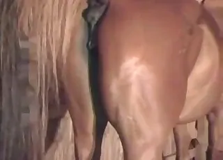Horny steed banging the mare in a tight butt session