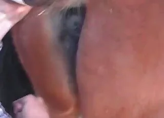 Mare Gets Hard Anal Blasting For Cam Zoo Porn