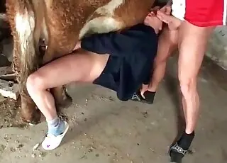 Buddy the pony watches his partner breed a cow