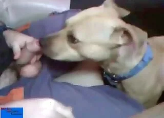 Dog licks and sucks dick with adoration - Zoo Porn animal sex