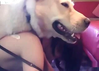 Dog savagely screws amateur girl on the ground