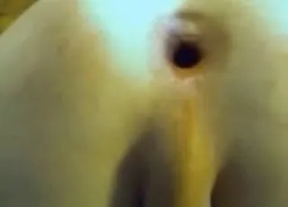 Nice Animal Eating That Ass Big Time in Classic Zoo Porn Scene