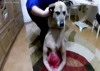 Pink-haired babe gets roughed up by a dog in a hardcore animal sex scene Pink-haired babe enjoys a rough hardcore animal