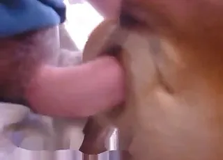 Big Dog Penis Stretches Canine Love Hole Anal Zoo Porn