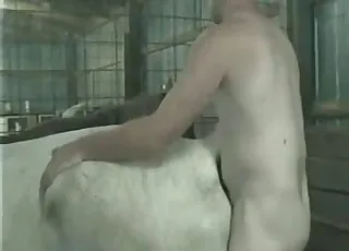 Guy enthusiastically banging a big farm beast in a pen