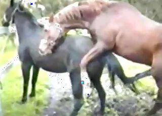 Passionate horses indulge in loving zoo porn