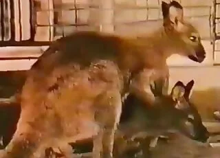Adorable kangaroo porn vid with intense banging action