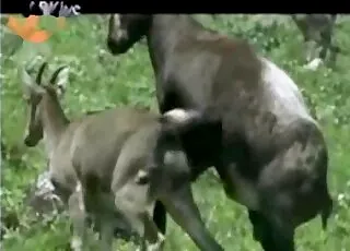 Freaky animals get kinky outdoors in this short clip