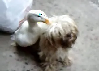 Big Dick Dog Fuck Scene With Duck - Zooporn