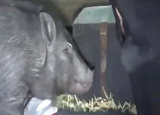 Happy sister enjoys pig rod-riding in short zoo clip