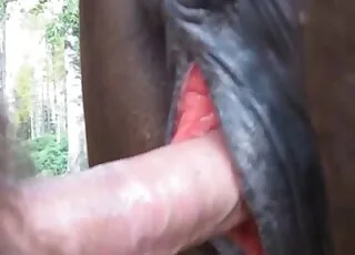 Sweet horse and man impressive sex action