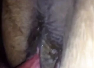 Close-up mare sex scene ending in orgasm