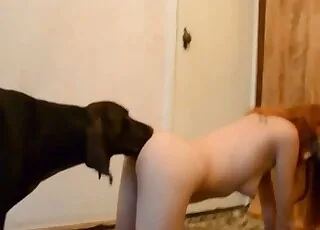 Bespectacled beauty gives oral sex to a dog in this hot zoo porn video