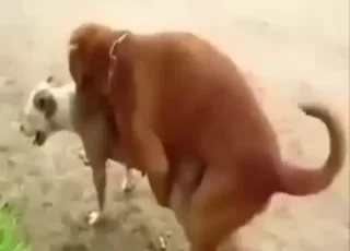 Two Pitbulls Mating Outside in Raw Zoo Porn Clip