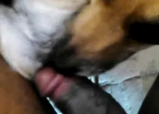 Black male with big dick hard fuck zoo scene close-ups