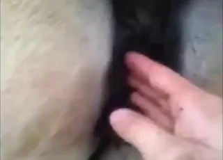Mare gets fist-fucked for a hard cum in this intense zoo porn scene with a stallion