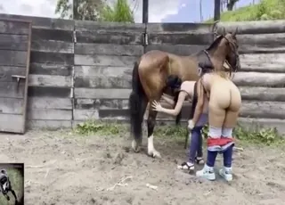 Hot girl helps horse with big cock in zoo porn scene