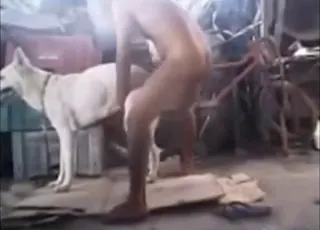Young nude guy getting rimmed by a sexy dog in this short clip