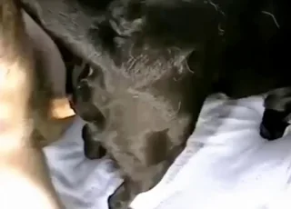Full zoo porn movie featuring a dog getting gaped