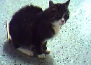 Guy cums on black cat in animal sex clip