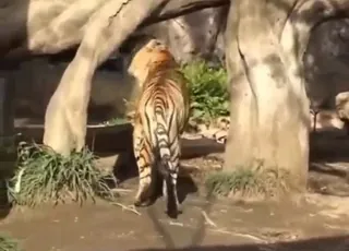 Big Cat Marking Territory After Hard Fuck