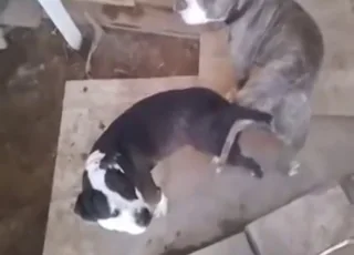 Slutty Pitbull Female Mating with Male Dog