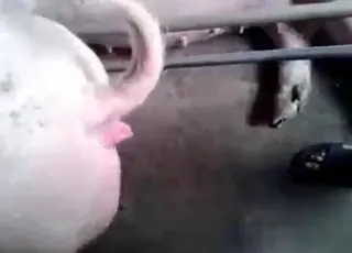 Zoophile guy getting pounded by a sexy sow from behind
