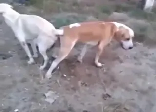 Happy guy watches two dogs fucking in short clip