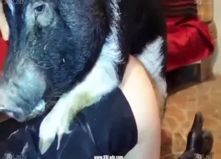 Home-made pig sex with great thrusts animal sex porn and zoo animal footage