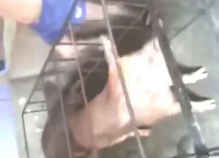 Guy gapes in shock as he watches a pig animal sex scene unfold on screen