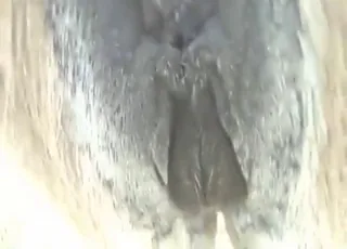 Close-up of a sexy beast gaped during intense fucking