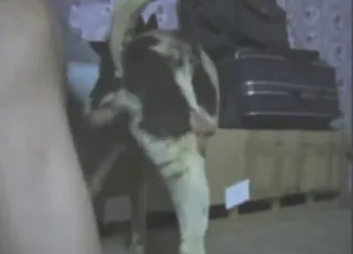 Sexy beast dog banging session with gaping