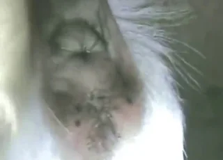 Horny Guy Pounds Goat Beast Into Submission - Hardcore Zoo Porn Scene