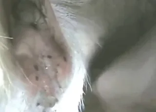 Horny Guy Pounds Goat Beast Into Submission - Hardcore Zoo Porn Scene