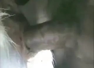 Man having goat sex with close-up view of the act in the barn