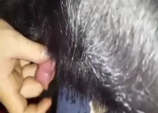 Jerking off his dog in the zoo no shame animal porn