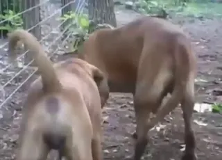 Big Mastiff getting a hard fuck with knott erection