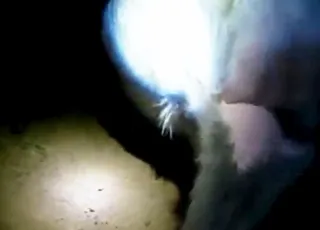 Amateur goat fingering scene with fun animal porn