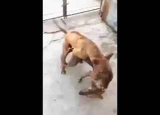 Two beasts banging hard in hot zoo action