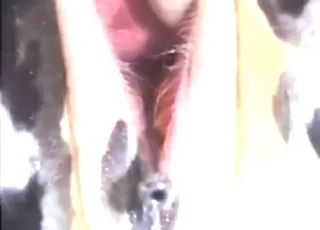 Cow sex scene with piss used for pleasure