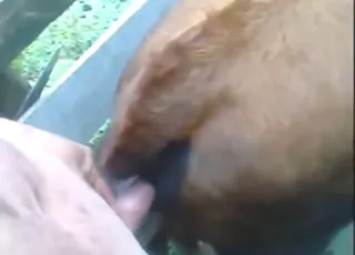 Brown beast sex: big dick fucks animal in zoo clip
