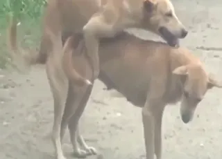 Two dogs mating in heavy animal sex porn scene