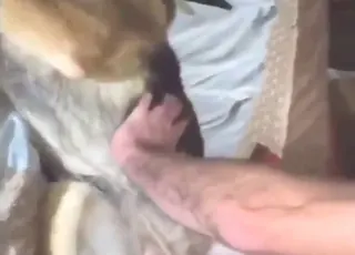 Rough threesome with Shepherd dog in hardcore fuck