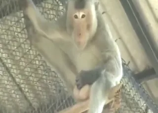 Monkey jerking off compilation with kink action