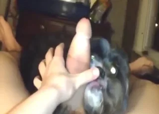 Mutt licks hard cock until he cums in animal sex porn
