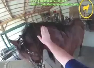 Handjob cumshot scene with a willing horse