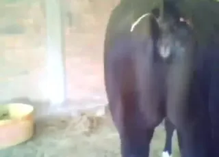 Hardcore Anal Fuck For Equine Cum Slut Mare